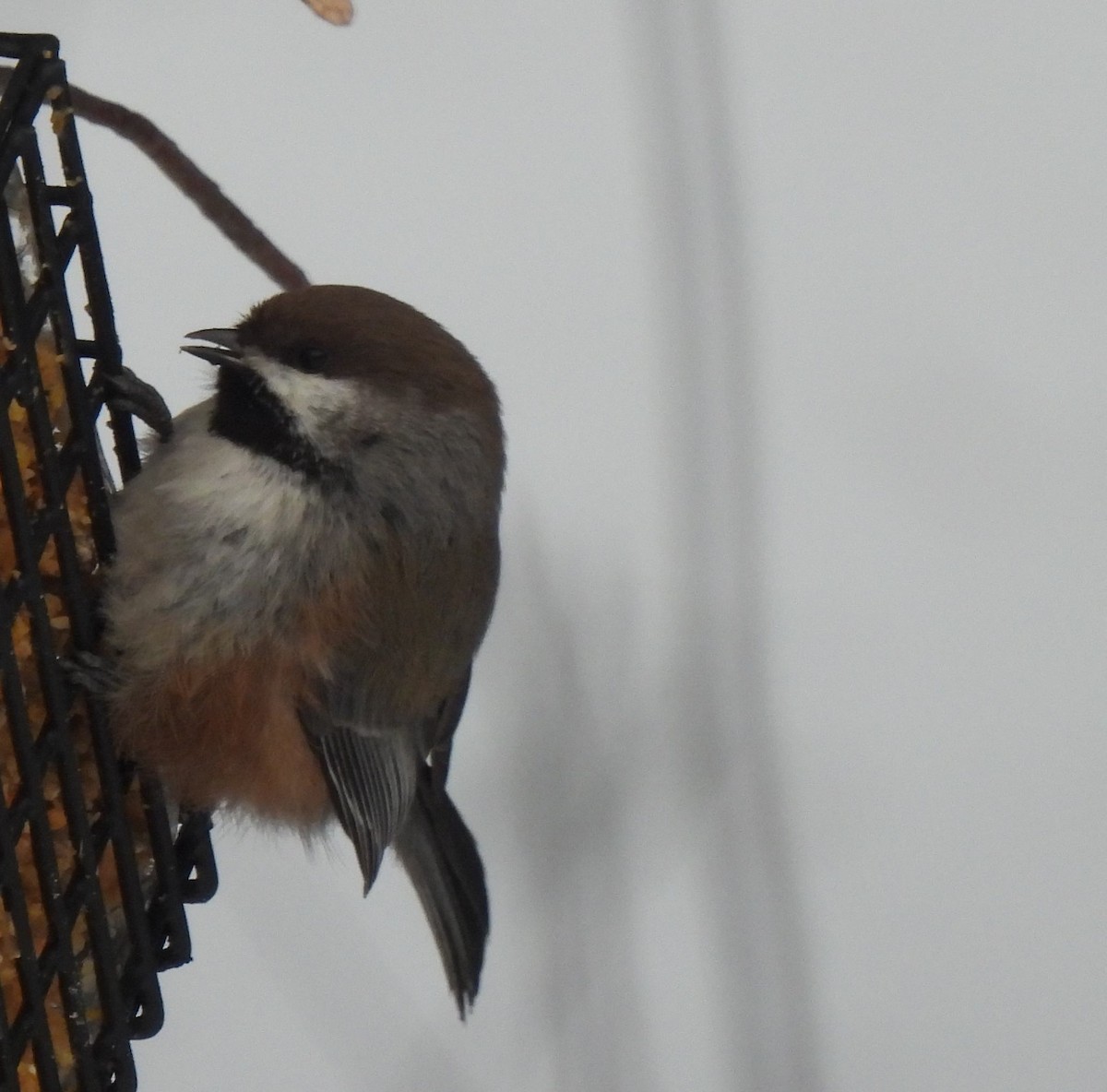 Mésange à tête brune - ML531822901