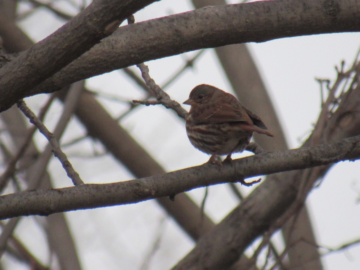 Fox Sparrow - John Coyle