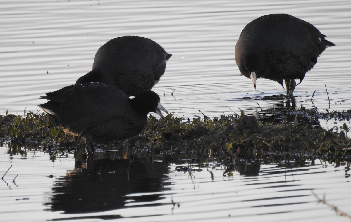 American Coot - ML531823481