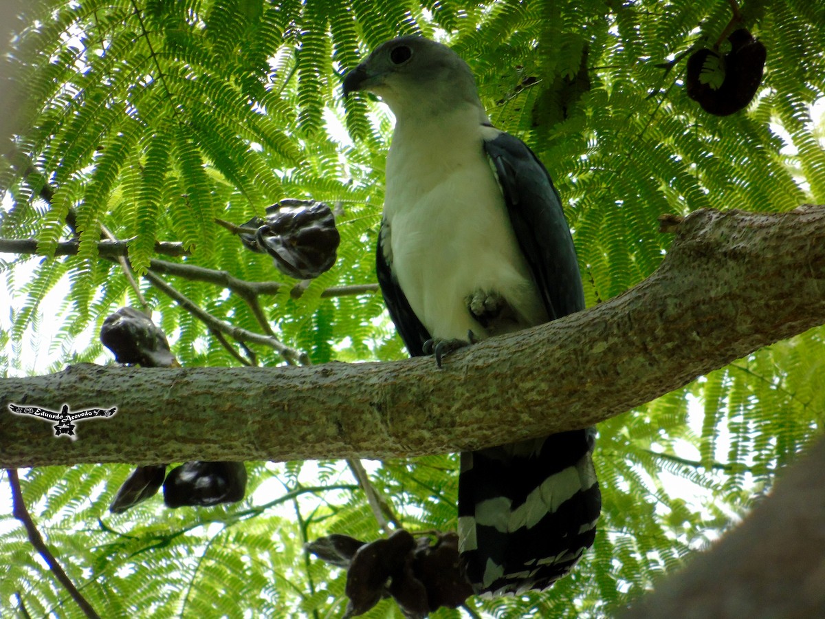 Gray-headed Kite - ML53182361