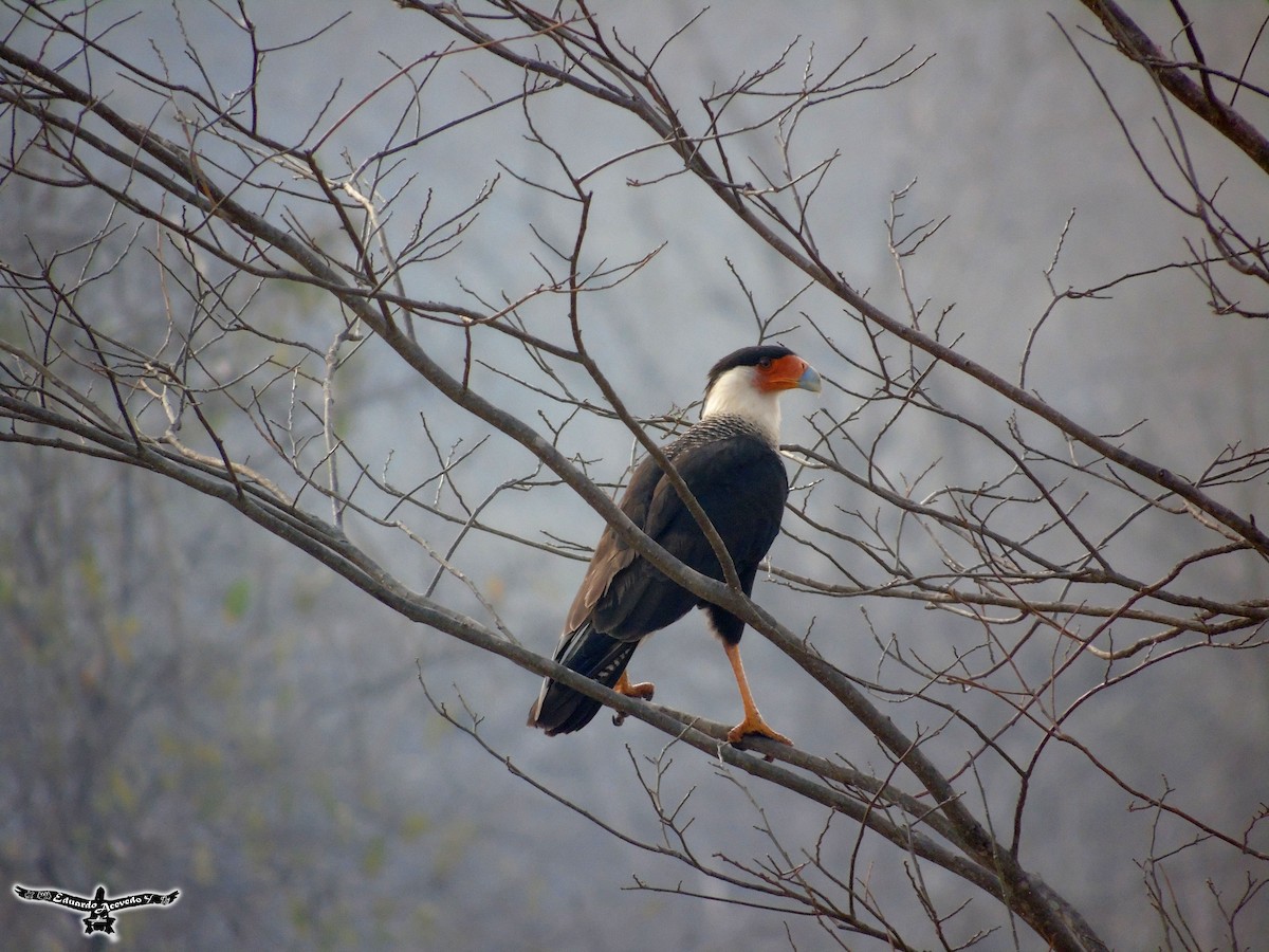 Crested Caracara (Northern) - ML53182521