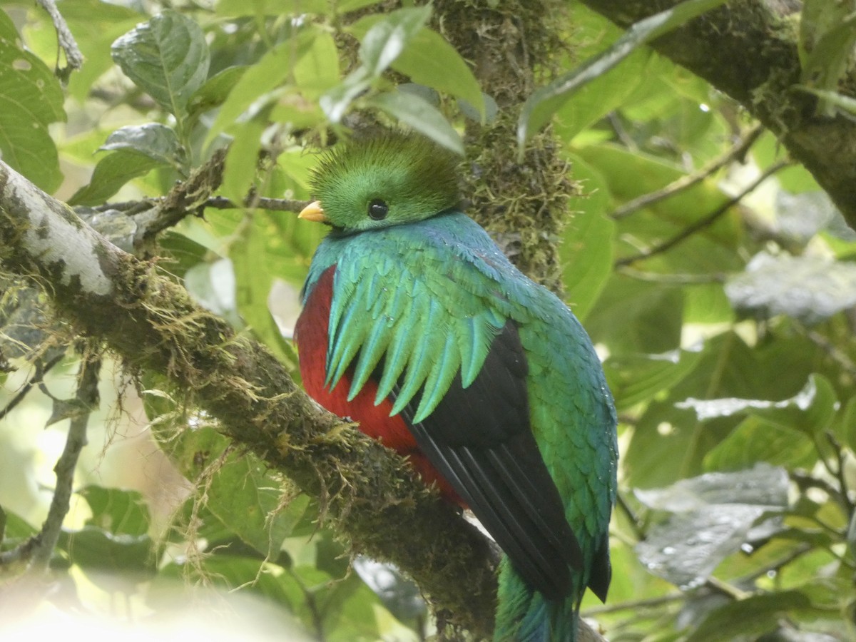 Resplendent Quetzal - ML531826641