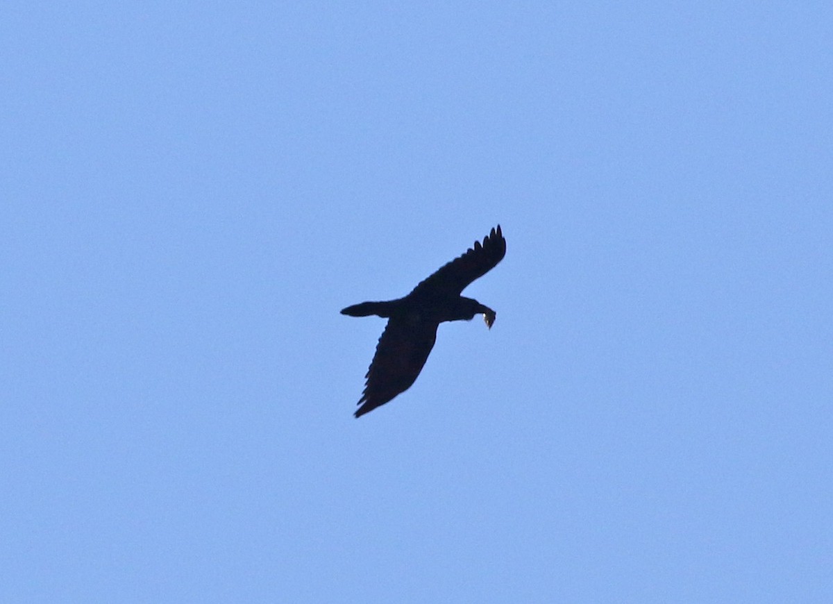 Common Raven - ML531827921