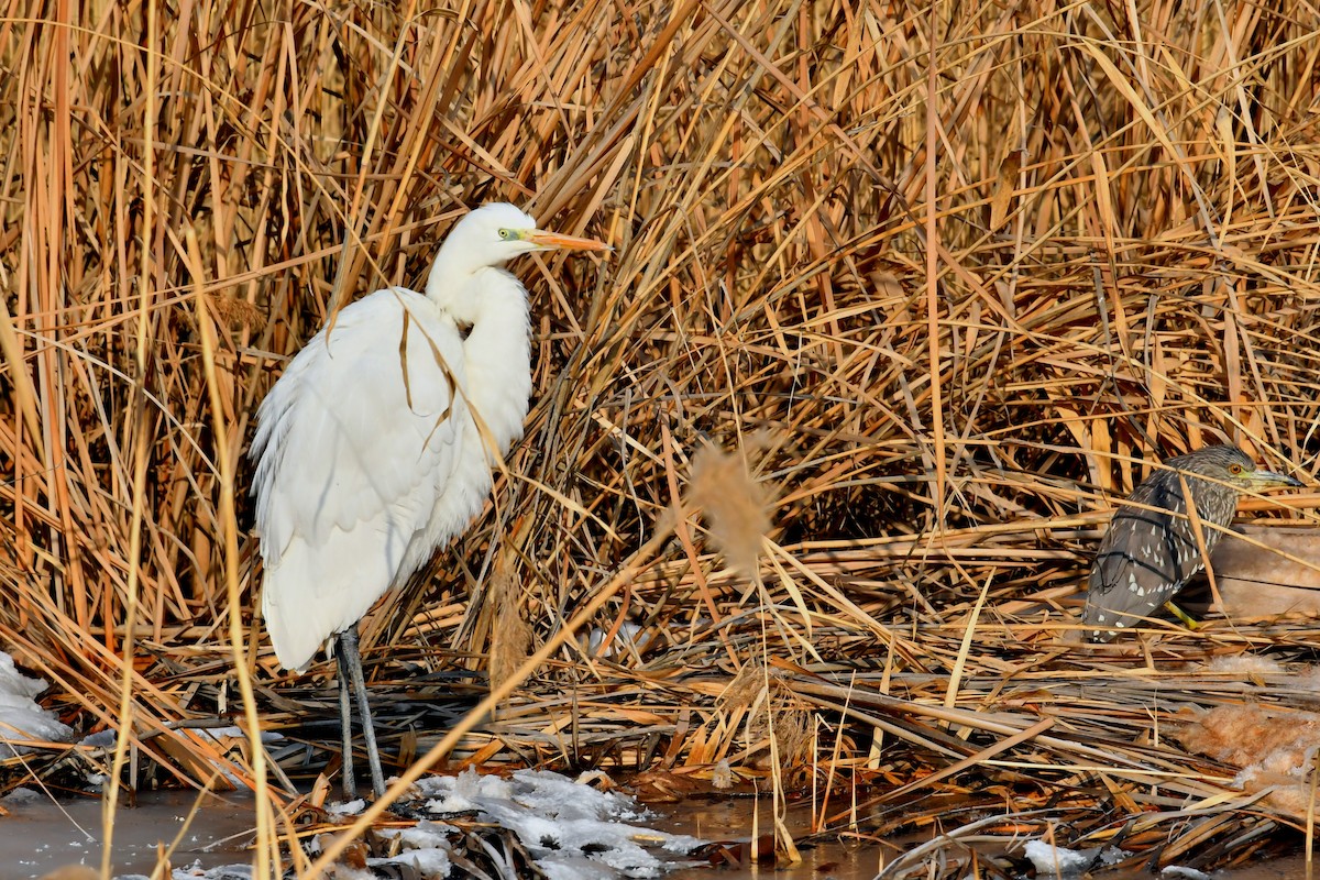 Great Egret - ML531829291