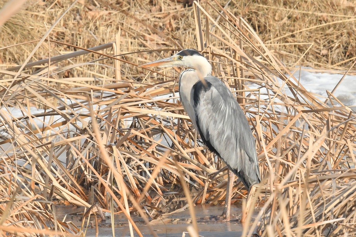 Gray Heron - Qin Huang