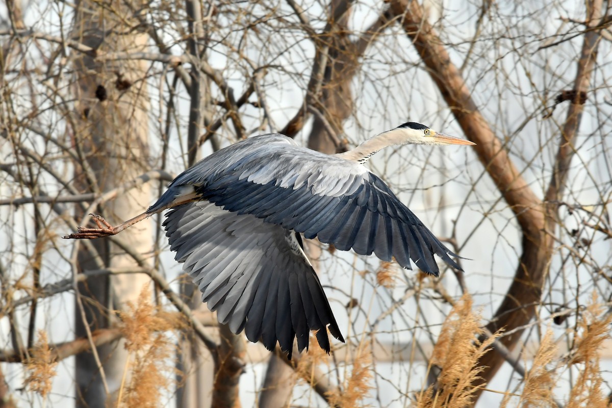 Gray Heron - Qin Huang