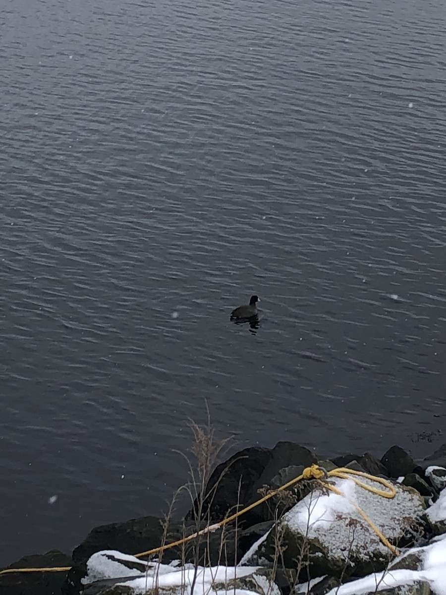 American Coot - ML531830091