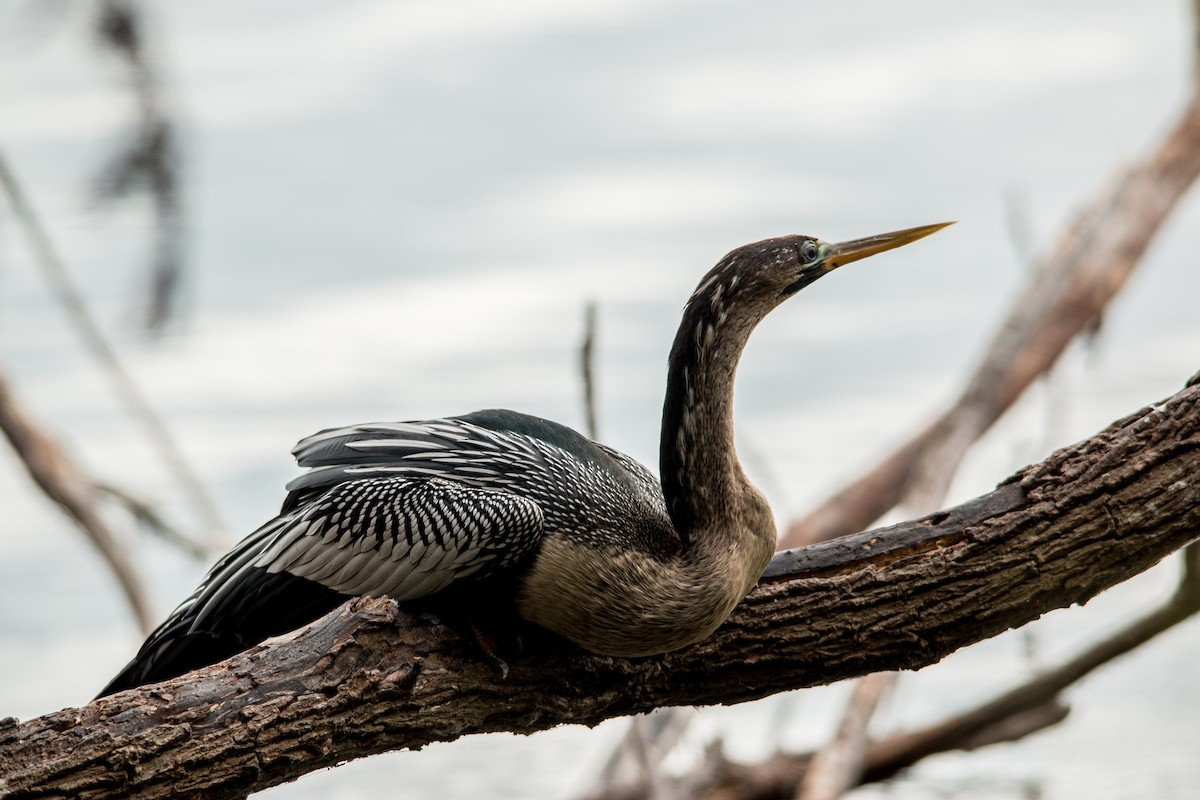 Anhinga - ML53183011