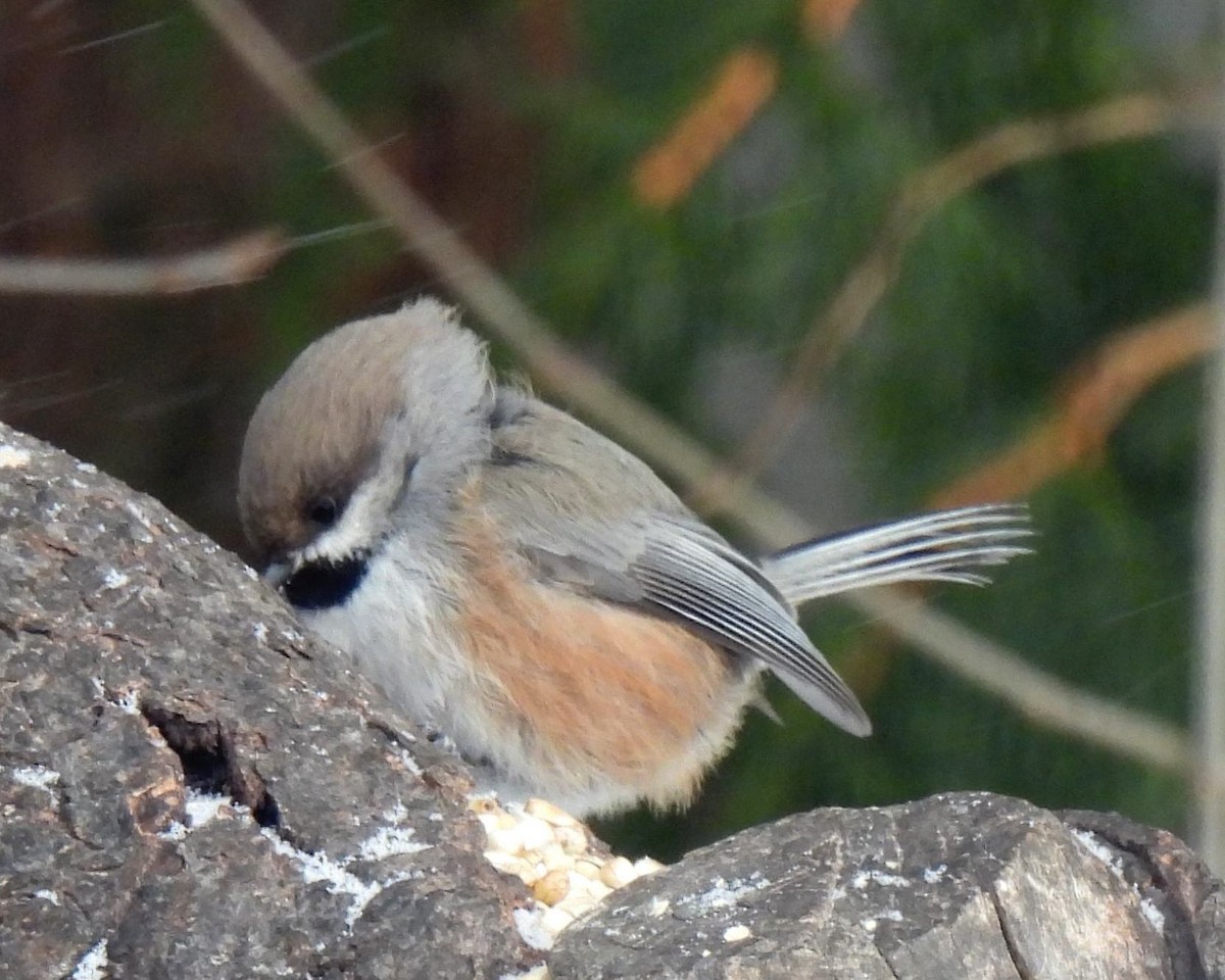 Mésange à tête brune - ML531830821