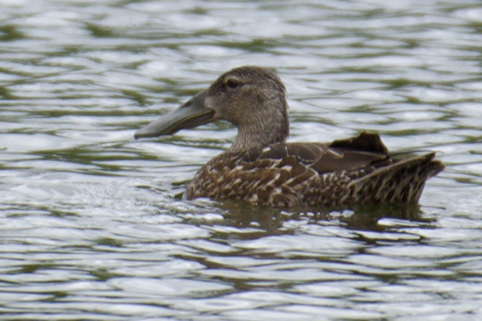 Australasian Shoveler - Debbie Metler