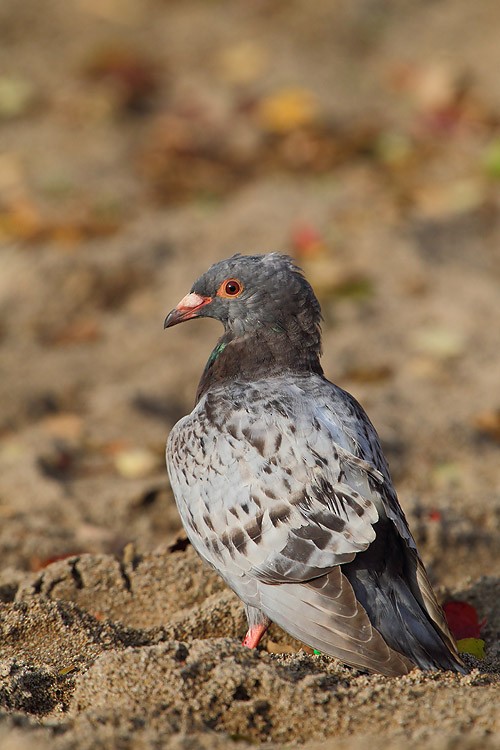 Rock Pigeon (Feral Pigeon) - Brandon Holden