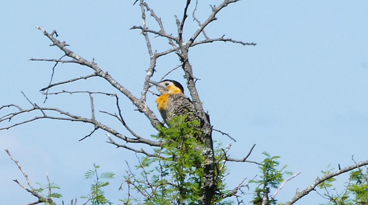 Campo Flicker - Andreas Hess