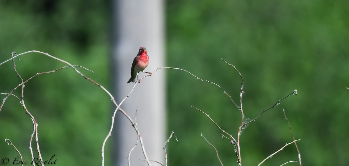 Common Rosefinch - ML531832611