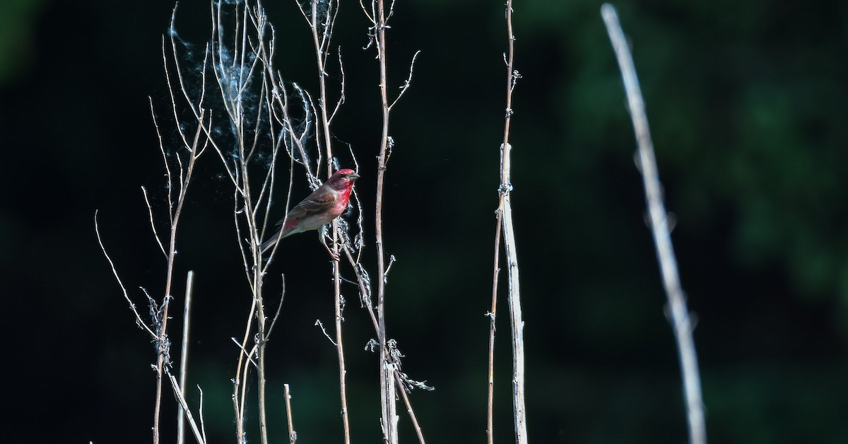 Common Rosefinch - ML531832621