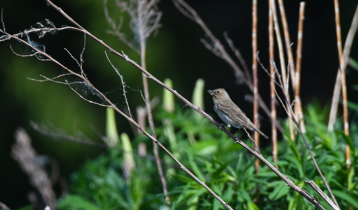 Common Rosefinch - ML531832631