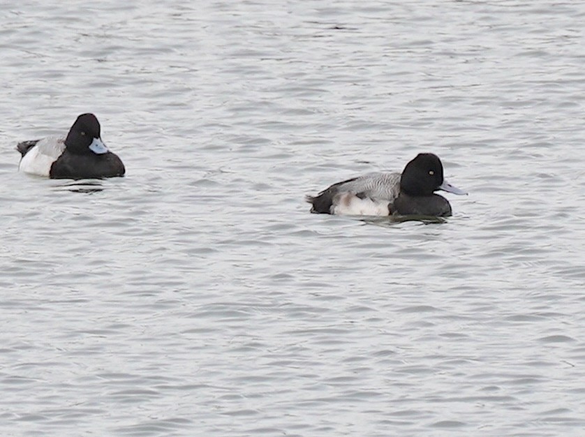 Lesser Scaup - ML531832661