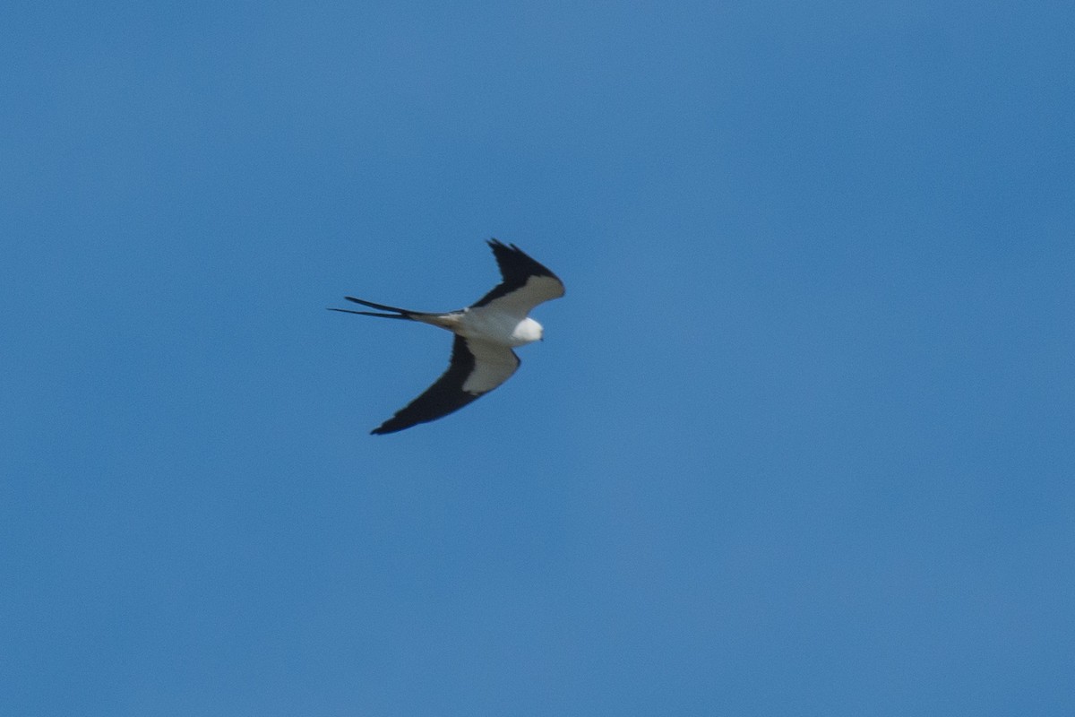 Swallow-tailed Kite - ML53183351
