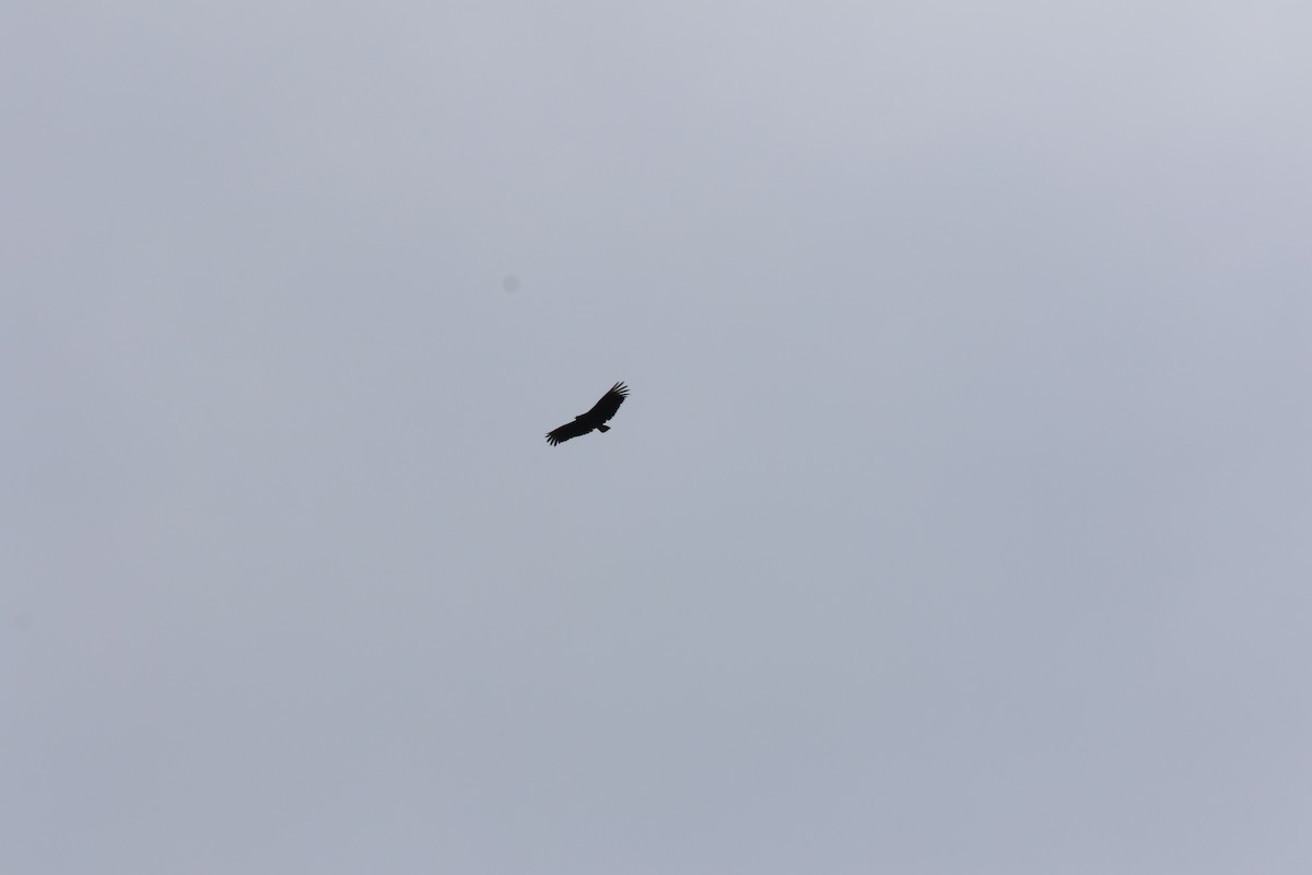 Black Vulture - ML531833851