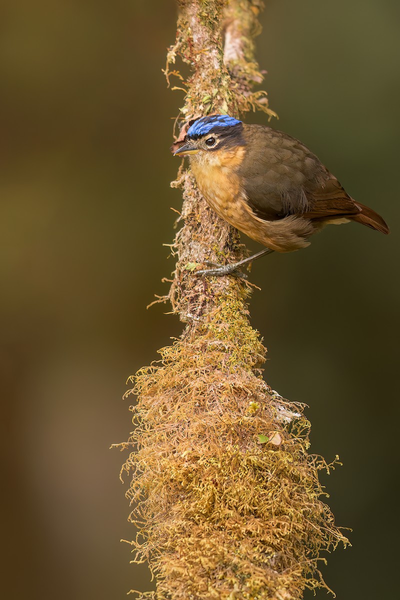 Blue-capped Ifrita - ML531833981