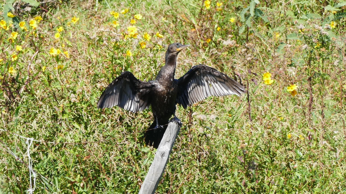 Neotropic Cormorant - ML53183471