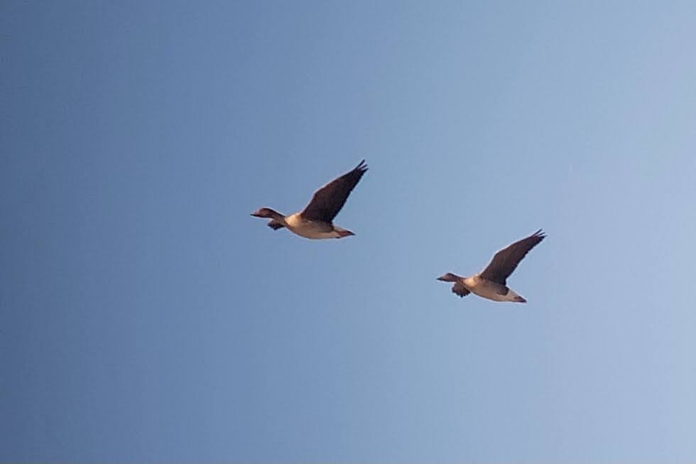 Tundra Bean-Goose - Seppo Hjerppe