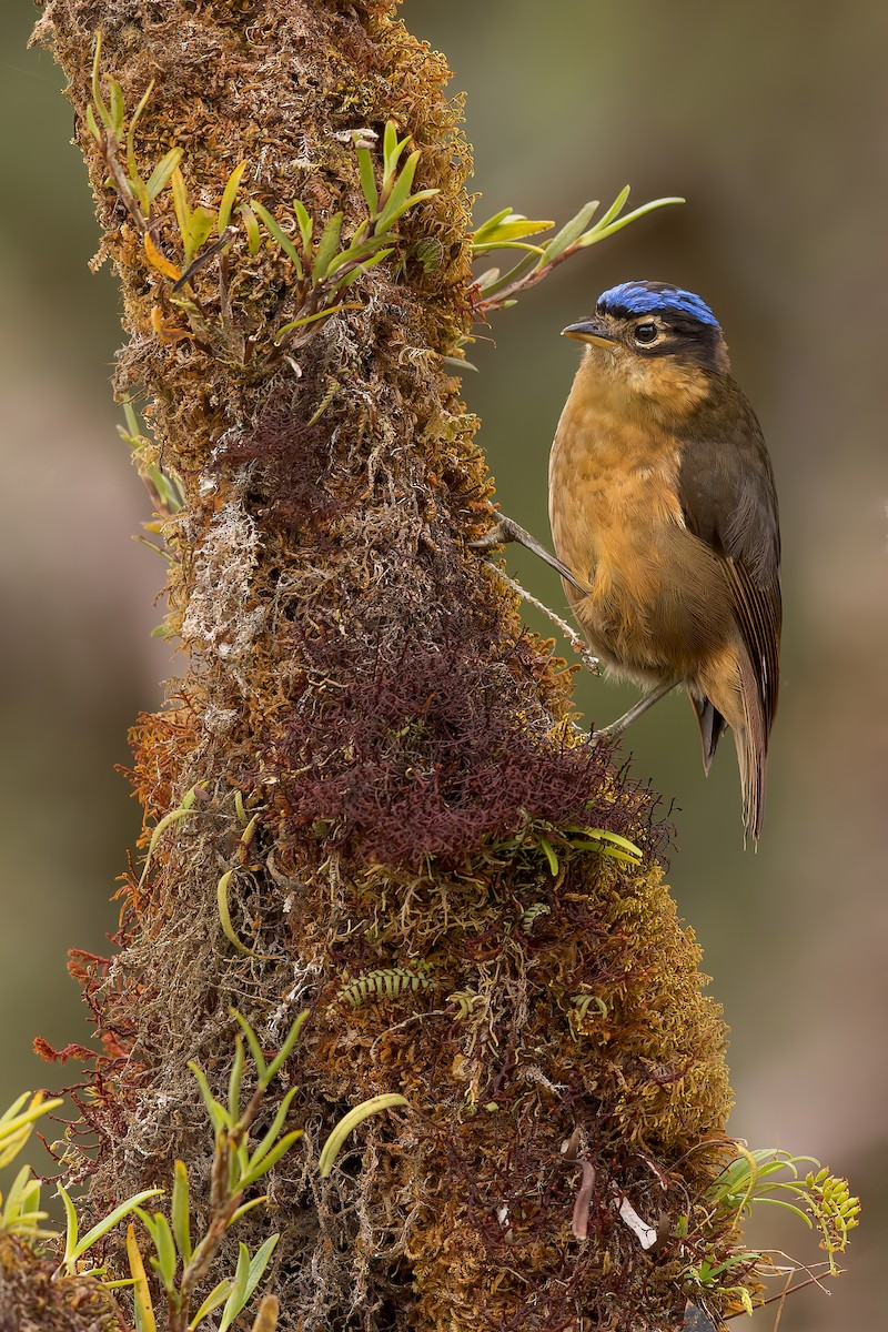 Blue-capped Ifrita - ML531835021