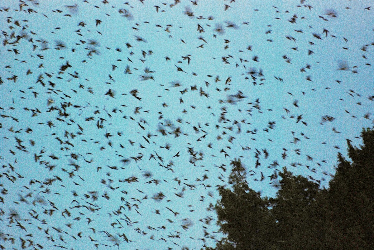 Purple Martin - ML531836641