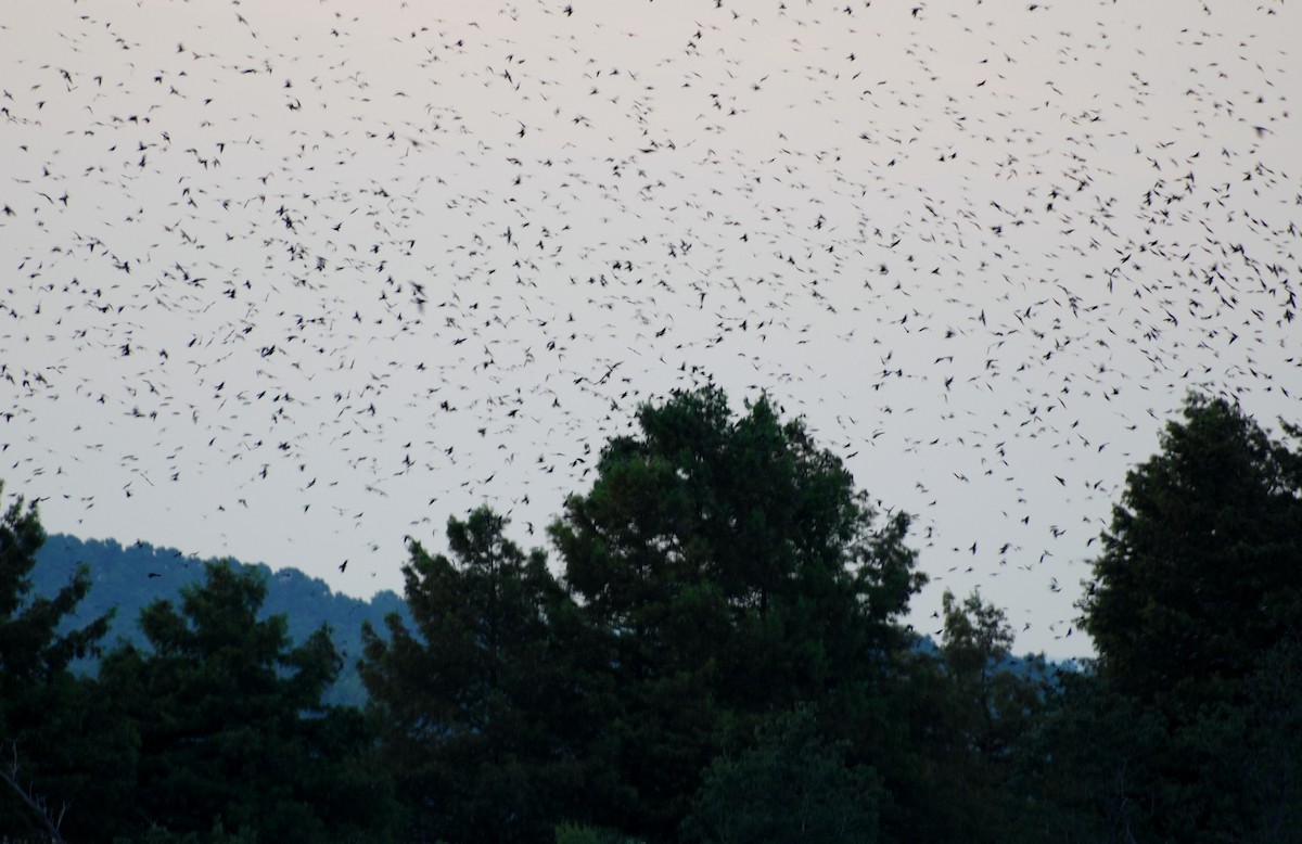 Purple Martin - ML531836781
