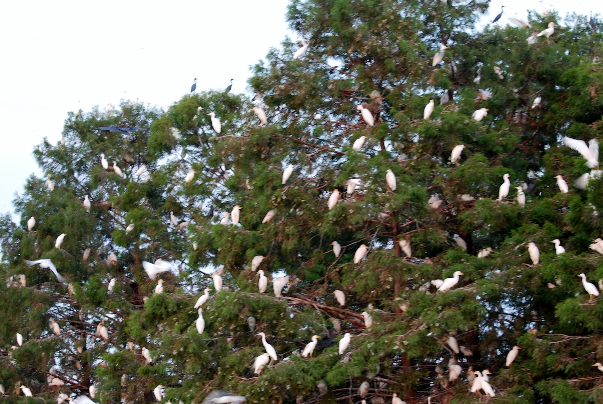 Western Cattle-Egret - ML531837071