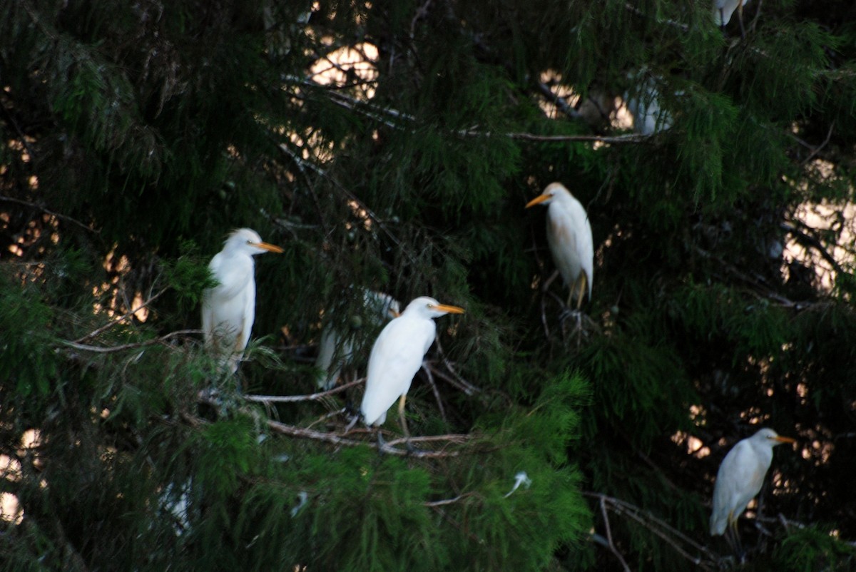 Western Cattle-Egret - ML531837371