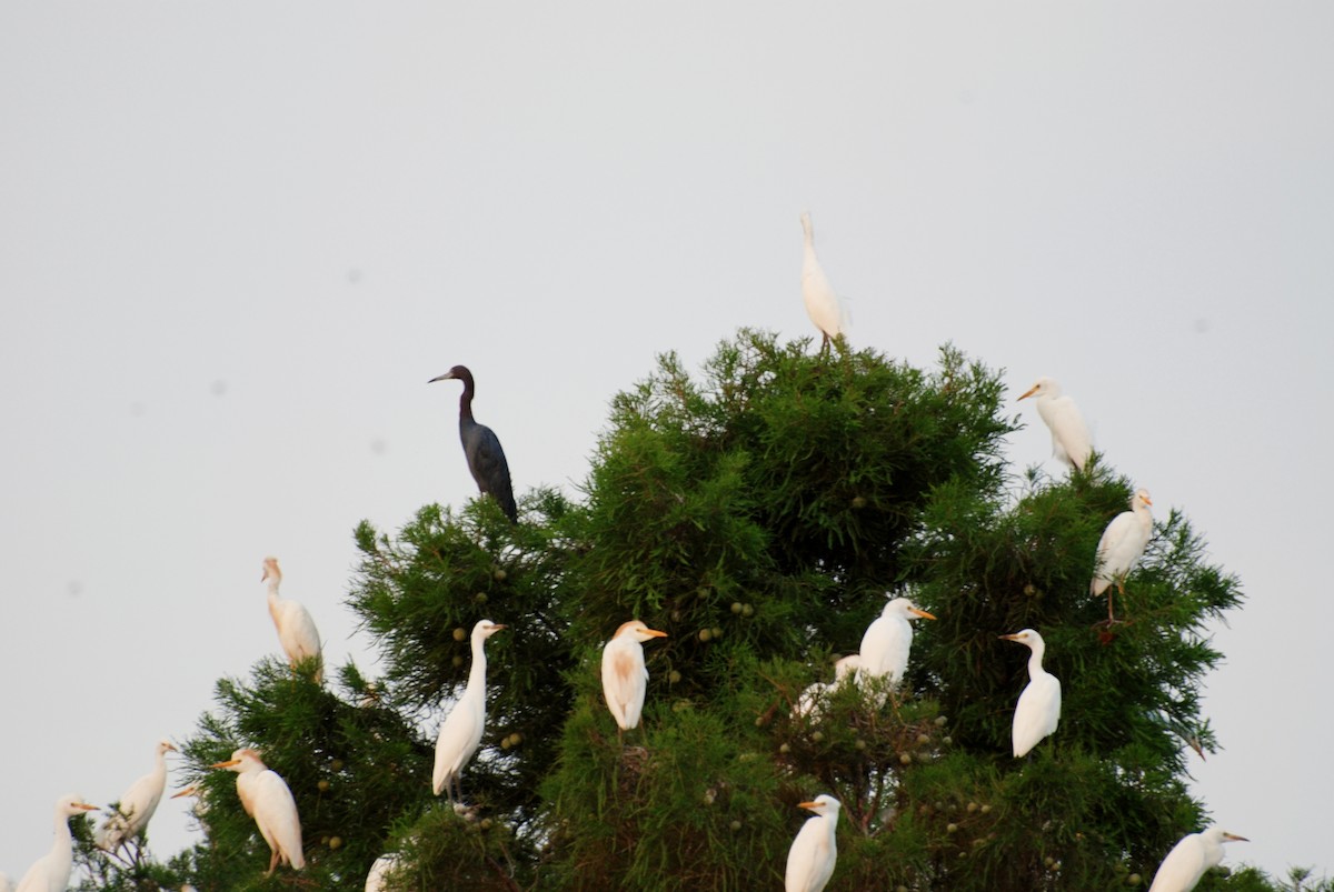 Little Blue Heron - ML531837811