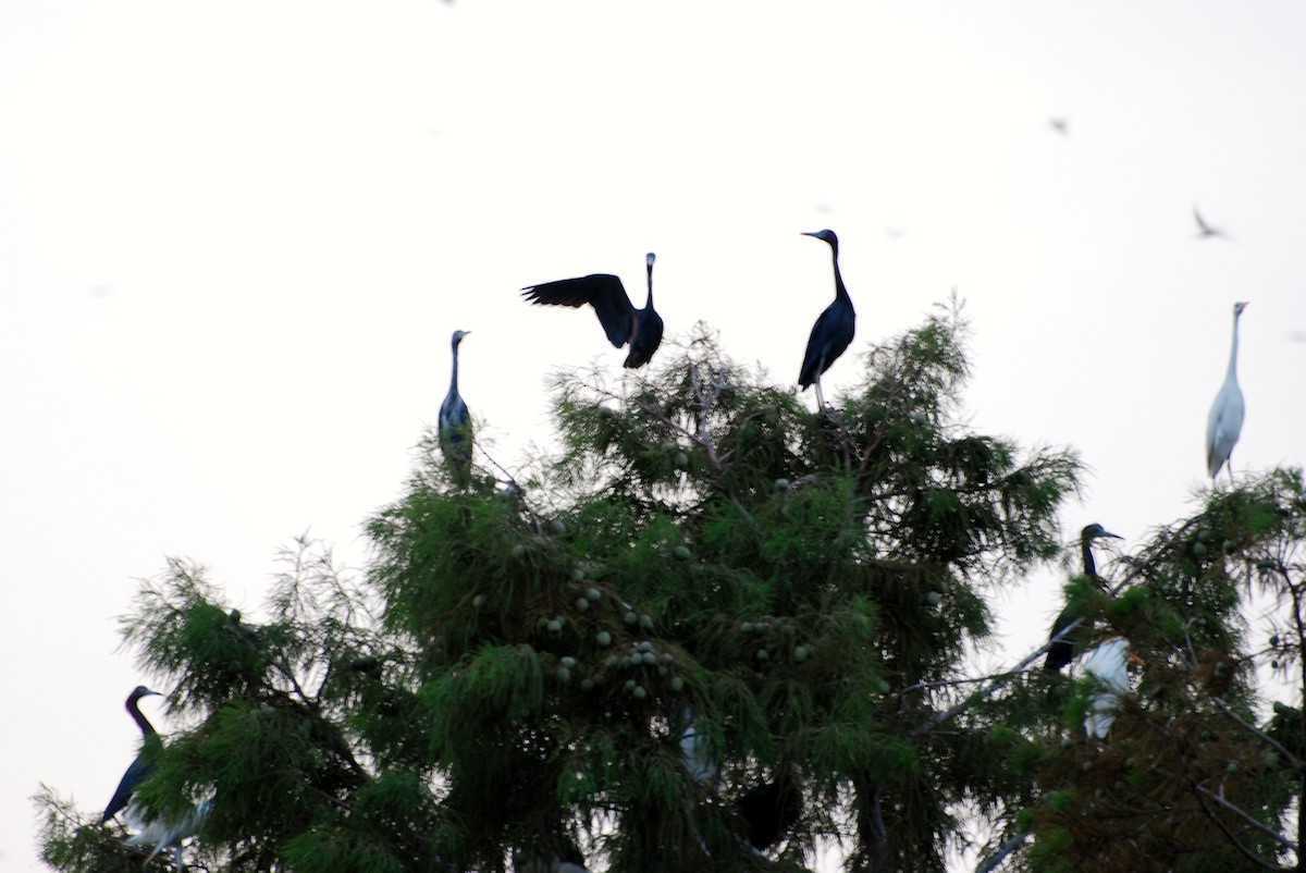 Little Blue Heron - ML531838001