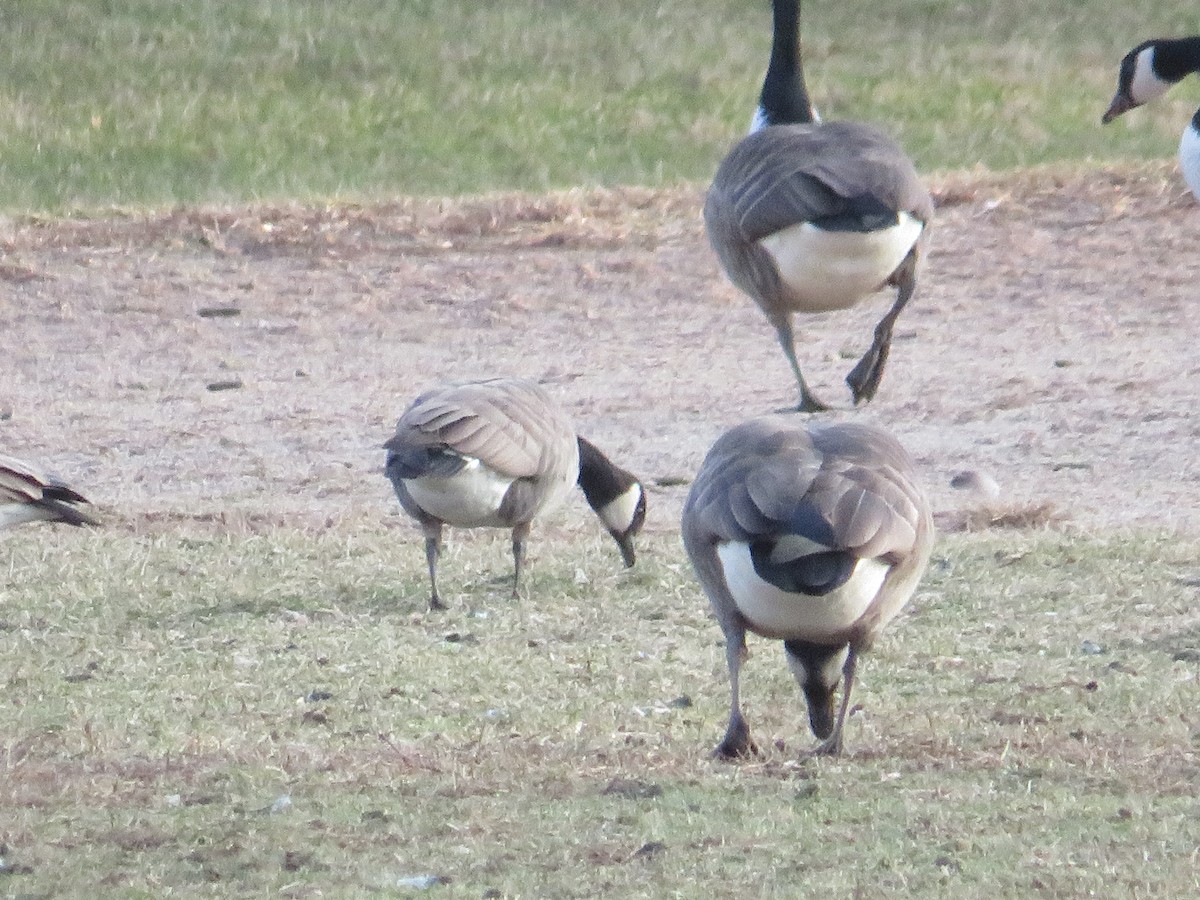 Cackling Goose - John Zygmunt