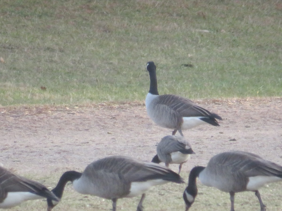 Cackling Goose - ML531838531