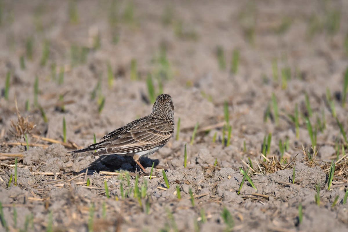 Eurasian Skylark (European) - Eric Francois Roualet