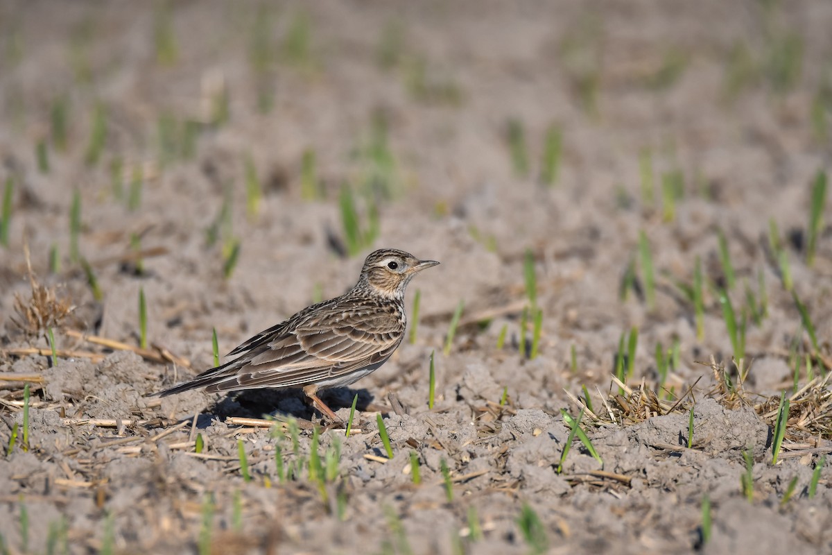 Eurasian Skylark (European) - ML531838961