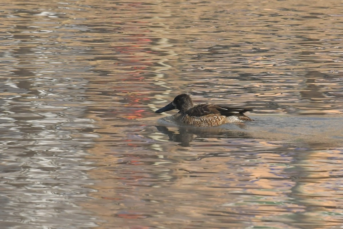 Northern Shoveler - ML531839521