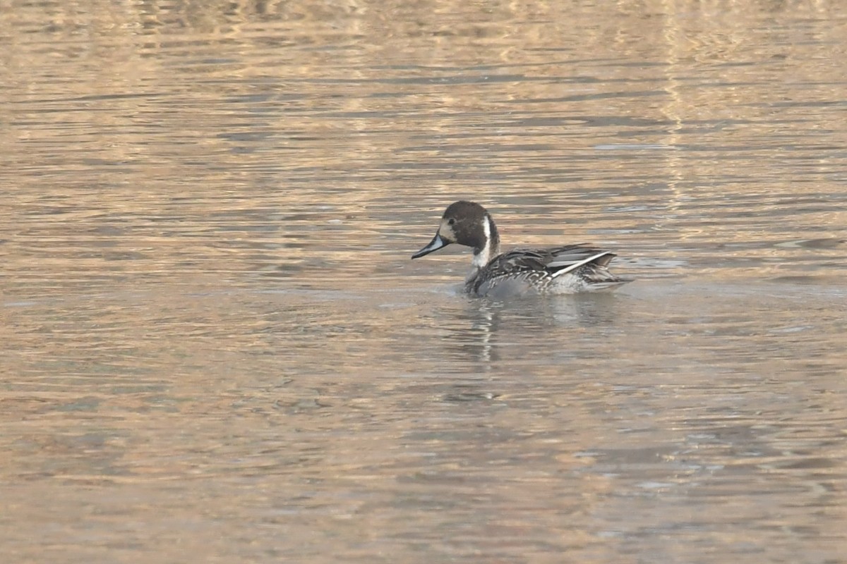 Northern Pintail - ML531839681