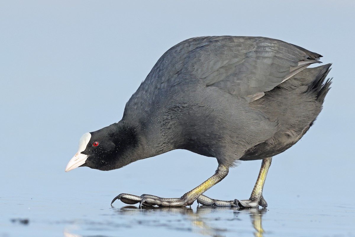 Eurasian Coot - Volker Hesse