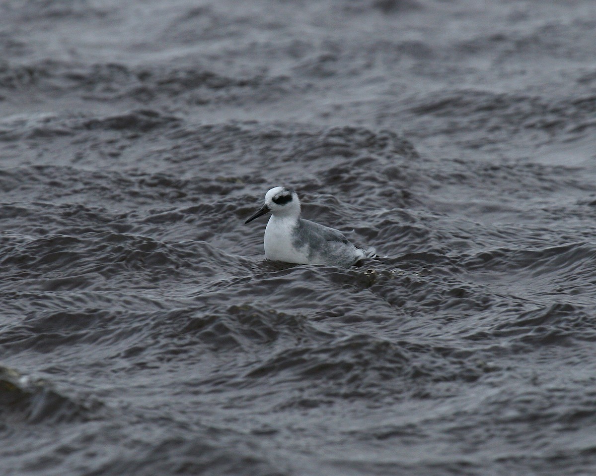 Red Phalarope - ML531842581