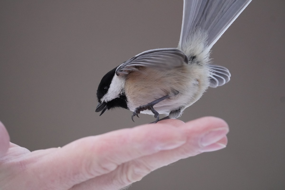 Black-capped Chickadee - ML531842971
