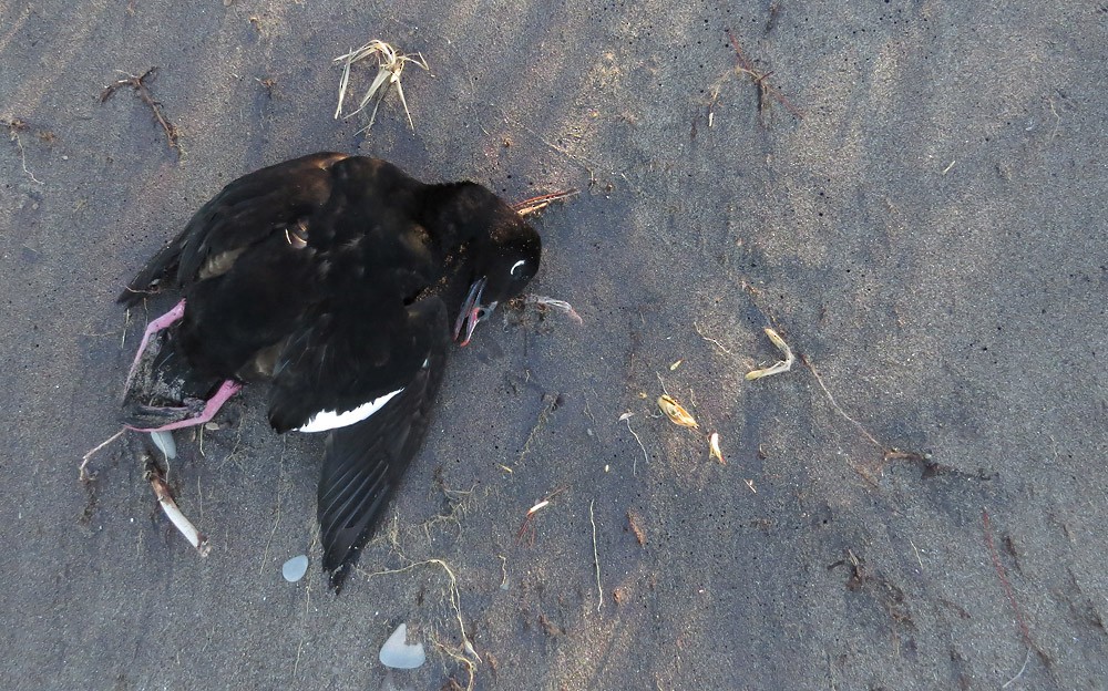 White-winged Scoter - ML531843051