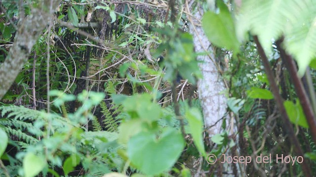 Yellow-billed Cacique - ML531843101