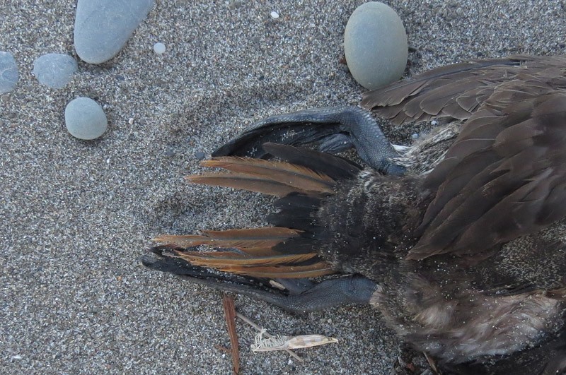 Ruddy Duck - ML531843111