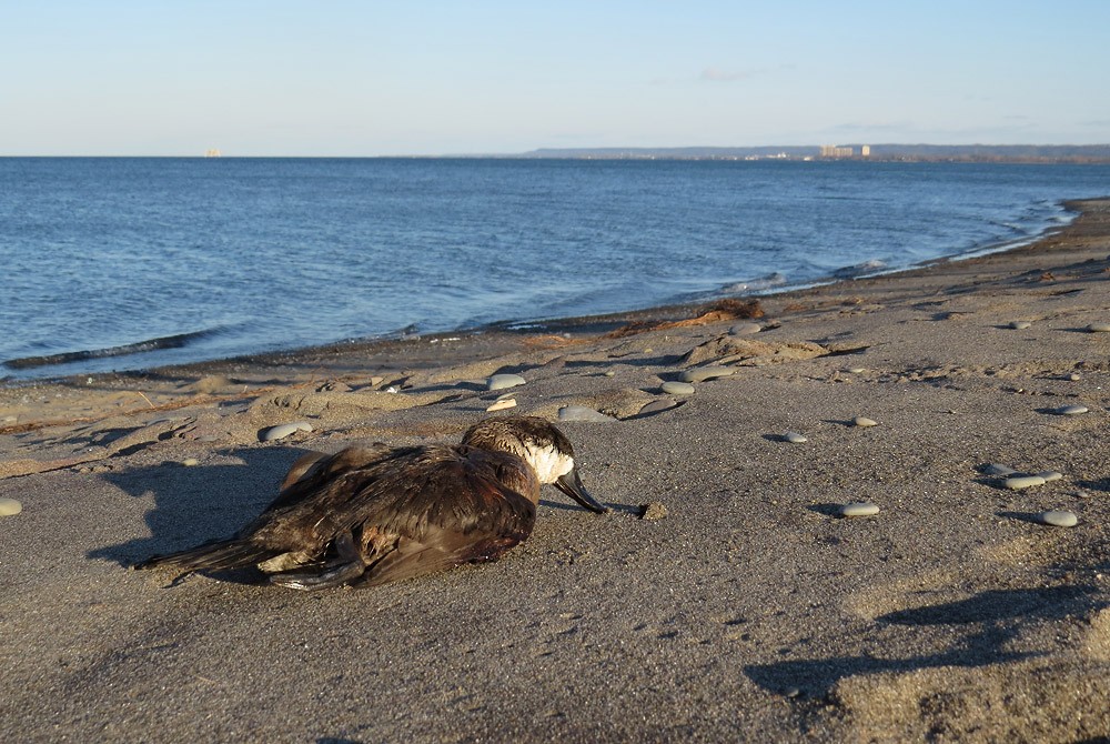 Ruddy Duck - ML531843121