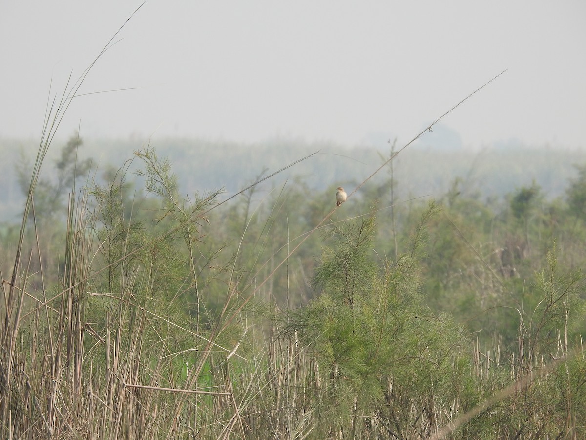 yndeprinia - ML531844041