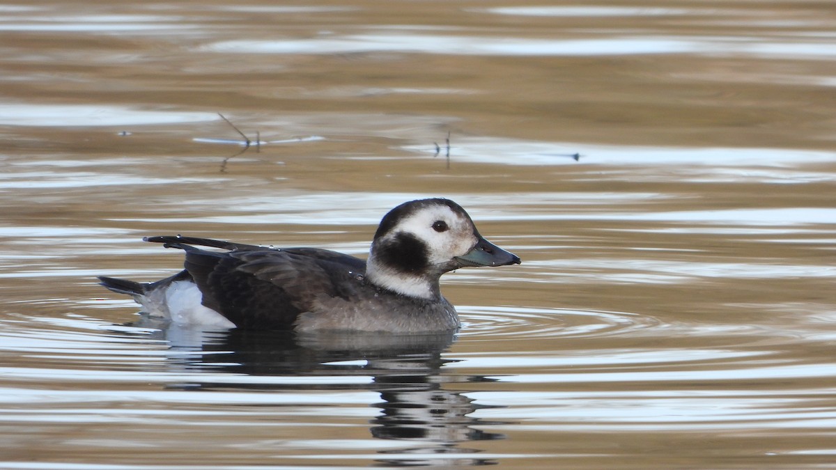Long-tailed Duck - ML531844291