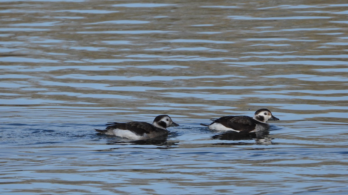 Long-tailed Duck - ML531844331