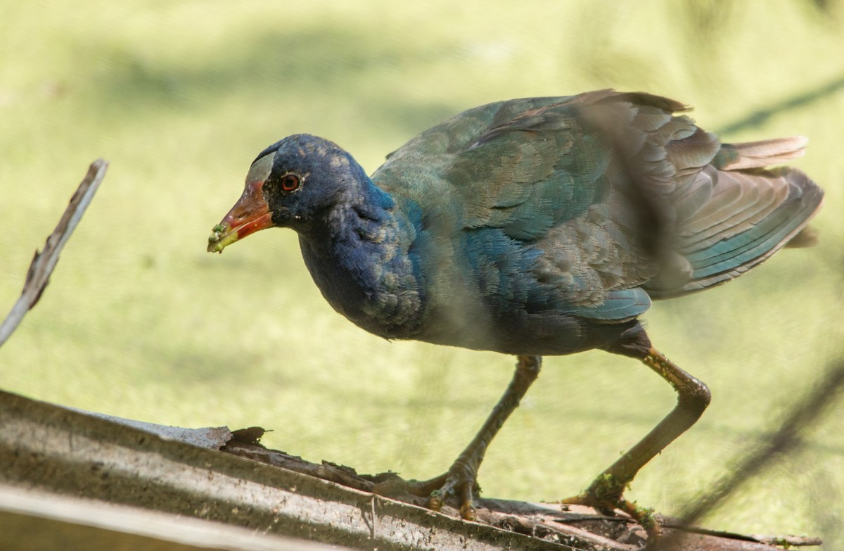 Purple Gallinule - ML53184701