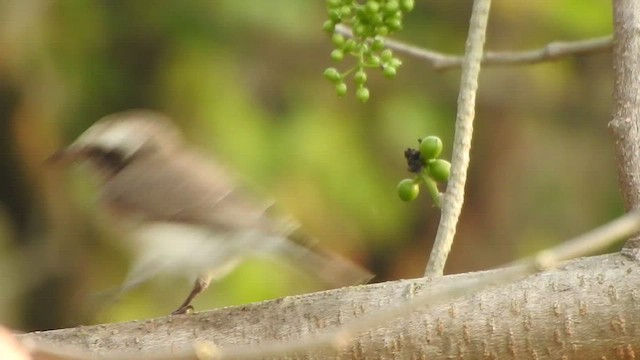 Common Woodshrike - ML531847391